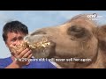 camel walks alone more than 100 km for seven days to find former owner cctv english