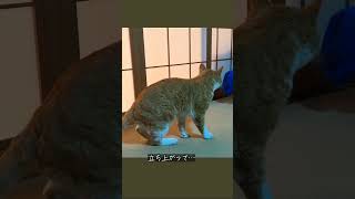 縁側ねこ コタの思い出｜居間でぺろぺろ＆のんびりタイム