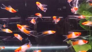 Swordtail Santa Claus aquarium fish