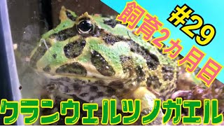 【クランウェルツノガエル】飼育中‼︎ 29飼育2ヵ月になりました！Ceratophrys cranwelli