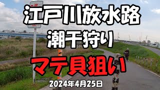 江戸川放水路潮干狩り(2024年04月25日)