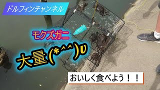 【秋の味覚】カニマンションでモクズガニを捕って食べたよ