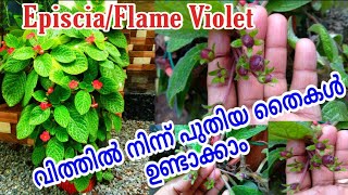 Episcia/Flame Violet വിത്തിൽ നിന്ന് പുതിയ തൈകൾ ഉണ്ടാക്കാം/Episcia Plant Care/Flame Violet Seeds