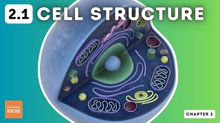 IGCSE Biology - Cell Structure and Organisation (2.1)