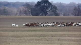 We have a coyote problem... coyotes vs. goats