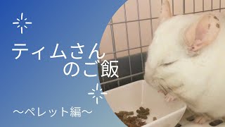 〚チンチラ〛ティムさんのご飯 ペレット（副食）編！