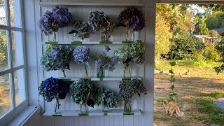 Floret Studio Tour: Hydrangeas