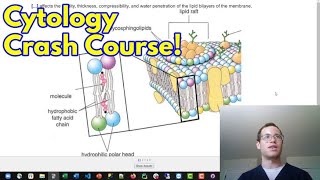 Crash Course in Cytology - The Structure of the Human Cell