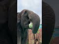 elephant eating first person perspective dragon dream