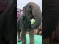 elephant eating first person perspective dragon dream