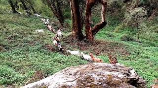 बाख्रा चरण = Goat's meadow #Ramuwa #Pandavkhani #Baglung