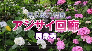 【長念寺】奥武蔵にある秘密のあじさい回廊 The Corridor of Hydrangea Flowers of Chonenji Temple