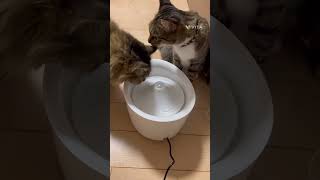 猫さん用の水が美味しく健康的に飲める浄水器を頂いたので使ってみた結果が可愛すぎた❤️ #cat #cute