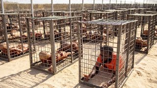 Вот Как Крошечная Нация Удалила Все Свои Банды