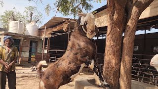 A.N.S Goat Farm Gujarat Ke Bade Bakre | Set Bakre Super Collection.