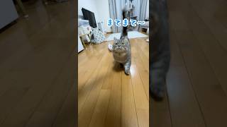 スーパー甘えん坊で飼い主を癒してくれる猫が可愛すぎましたw   #猫　#ねこ　#マンチカン　#猫動画  #shorts  #cat