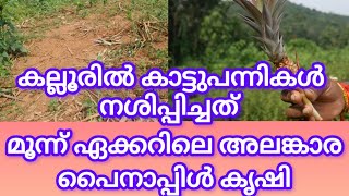 PUDUKAD NEWS കല്ലൂരിൽ മൂന്നേക്കർ അലങ്കാര പൈനാപ്പിൾ കൃഷി കാട്ടുപന്നികൾ നശിപ്പിച്ചു