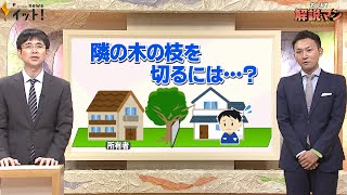 家の敷地に侵入してきた“隣の木の枝”切ってもOKに　ルール改正のポイントは（解説マン）