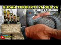 BELAJAR MERABA MERPATI PASAR YANG BERPOTENSI JUARA & LAKU MAHAL !!!