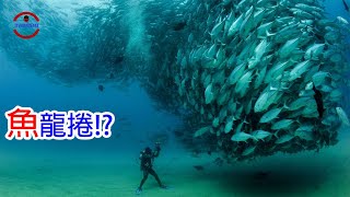 [TOP5]數個令人驚呆的生物大遷徙 | 神秘魚龍捲的秘密 | 傳說中的天國之渡