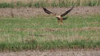 Kurhannik (Buteo rufinus)