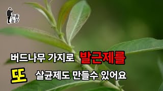 버드나무 가지로 발근제를 만들면 성공율이 확 올라갑니다.