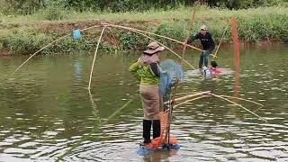 คนละ 100 กิโล+ ถ่ายทอดสด  ยกยอบัตรราคา 1,540 บาท จ.หนองคาย  Catch tilapia in Nong Khai Province.