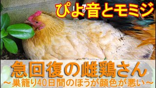 不調が急回復の雌鶏～食欲が戻り安心、巣籠り40日間のニワトリのほうが顔色悪化～