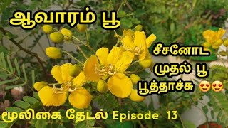 மூலிகை தேடல் Episode 13 - ஆவாரம்பூ சீசனோட முதல் பூ மாடித்தோட்டத்துல பூத்தாச்சு l Avarampoo herbal