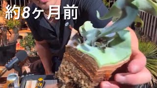 8ヶ月前に切り刻まれたビカクシダ【［ギンカ］を特大苔玉に】【LIVE切り抜き】※ふじおかパニクって声真似多めです