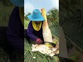 how to cut a delicious edible coconut