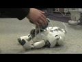 Girls in Computer Science - Robotics day
