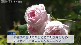 マリー・アントワネットの愛した庭園も再現　淡路の植物園でバラが見頃