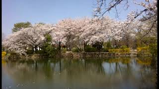 ワンダフル青空の下、桜さんの花が乱舞する鶴ヶ島市運動公園探訪