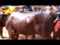 baradi beedu kambala2017 18