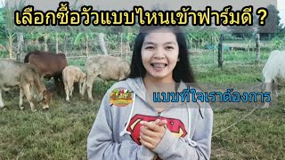 เลือกซื้อวัวแบบไหนดี? สิ่งที่มือใหม่ต้องคำนวณ | EP.148