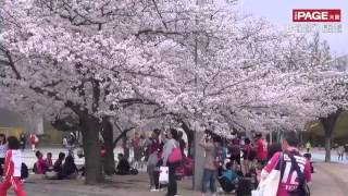 関西の桜めぐり　大阪城・西の丸庭園、長居公園、氷室神社　音楽：ライカライフ「リトルヒーロー」　LIKALIFE