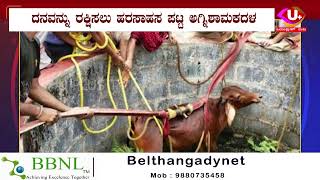 Cow Falls Into 25-feet Deep Well  25 ಅಡಿ ಆಳದ ಬಾವಿಗೆ ಬಿದ್ದ ದನ ||UPLUSTV||