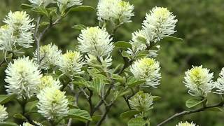 Fothergilla gardenii