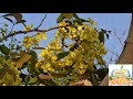 cassia_fistula aragvadha amaltas_plant bavasir piles constipation kabj ayurvedic upchar khun niklna