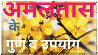 Cassia_fistula,Aragvadha,amaltas_plant,bavasir,piles,constipation,kabj Ayurvedic upchar khun niklna