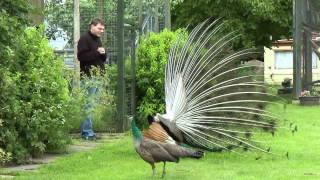 Video funny Male Peacock  tease