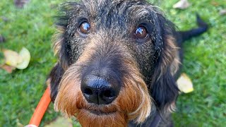 Dachshund Teddy's Garden Bootcamp 😃 #TeddyTheDachshund