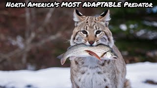 Meet the Bobcat, North America's MOST ADAPTABLE Predator