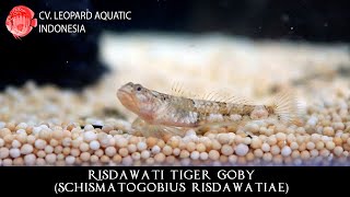 Schismatogobius risdawatiae. The MICRO tiger goby! (Leopard Aquatic K040A)