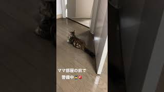 ドア前でちゃんと警備している猫がこちら #short #cat #子猫