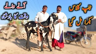 OutClass Beetal Goats Of Shokat Bhai- Beetal Goats Documentary 2025