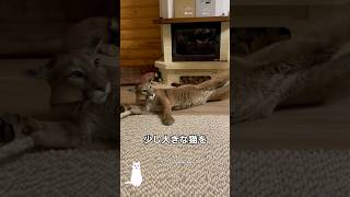 大きな猫が待ち焦がれた一人