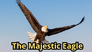 The Majestic Eagle: A Symbol of Strength and Independence