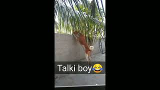 Funny video | dog video| Angu enna therikirathu🤭🤭🤭Talki boy 😂😂😂😂